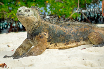 beautiful iguana resting in the beach santa cruz galapagos