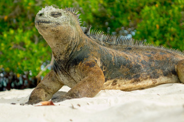 beautiful iguana resting in the beach santa cruz galapagos