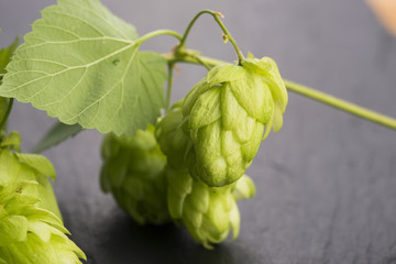 Fresh green hop cones