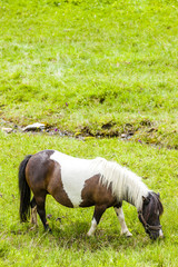Naklejka na ściany i meble horse on meadow, Piedmont, Italy