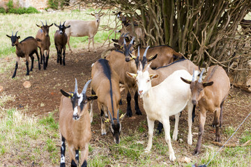 herd of goats, Aveyron, Midi Pyrenees, France
