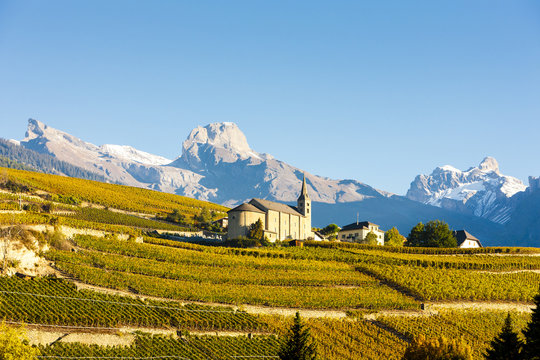 vineyards below church at Conthey, Sion region, canton Valais, S