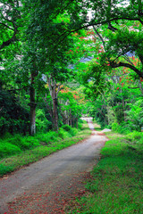 Fototapeta na wymiar Cuc Phuong National Park in Ninh Binh, Vietnam 