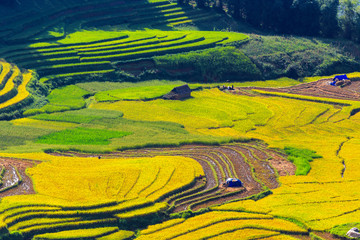 Terraced rice fields in Sapa, Lao Cai, Vietnam 