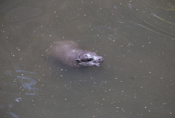 Baby Pygmy hippopotamus
