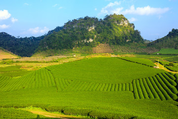Fototapeta na wymiar Beautiful fresh green tea plantation in Moc Chau dicstric, Son La province, Vietnam 