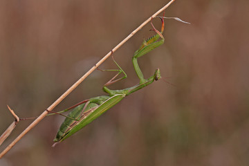 Mantis im grünen Kleid