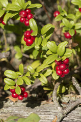 Berries cranberrie