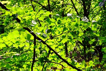 Green forest illuminated by the morning sun, from the inside