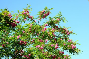 Fototapeta na wymiar Pink acacia flowers on blue sky background