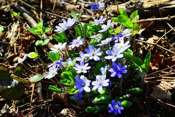 A bush of wild violet flowers in nature