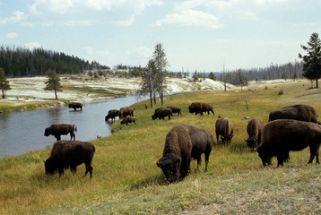 Fototapeta na wymiar bison d'amerique, bison bison, parc national Yellowstone, Etas Unis
