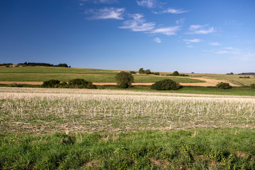 summer rural summer landscape