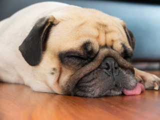 Obraz premium Close up face of Cute pug puppy dog sleeping on laminate floor
