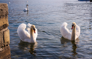 Schwäne im Zeller See