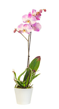 Purple, pink branch orchid  flowers, Orchidaceae, Phalaenopsis known as the Moth Orchid, abbreviated Phal