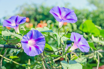 Ipomoea purpurea mauve, pink flowers, the purple, tall, or common morning glory, close up.