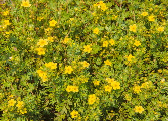 Small yellow flowers against green leaves
