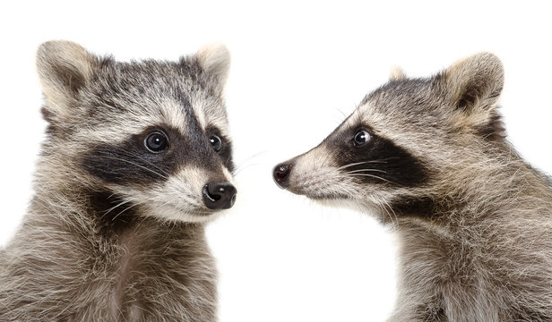 Portrait of two raccoons closeup isolated on white background