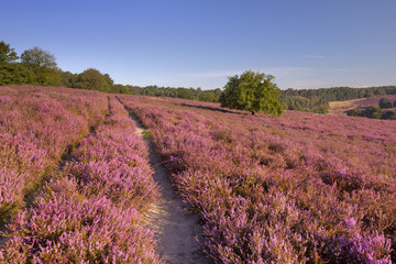 Plakat Path through blooming heather at the Posbank in The Netherlands