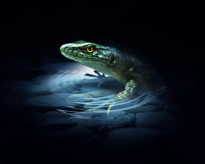 Lizard on the dark