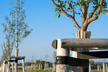 Aufforstung von Laubbäumen