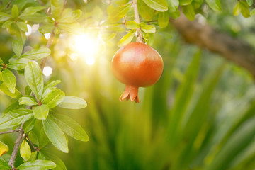 Ripe pomegranate fruit.