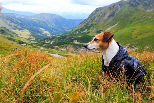 Cute Dog In Raincoat