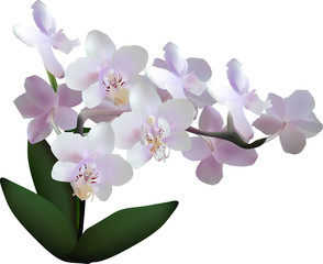 light lilac orchid blossom in dark leaves