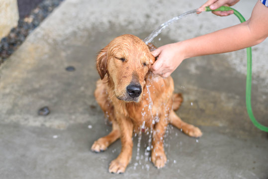 Golden retriever gets a bath