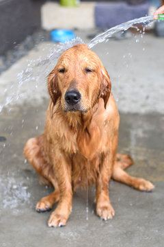 Golden retriever gets a bath
