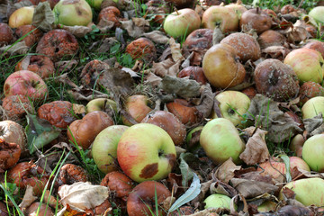 Faule Äpfel mit Wurmloch auf Streuobstwiese