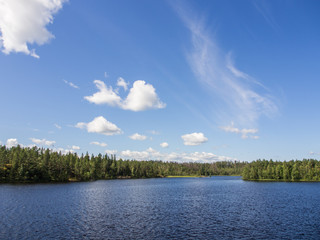 forest lake in sunny day