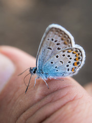 blue butterfly