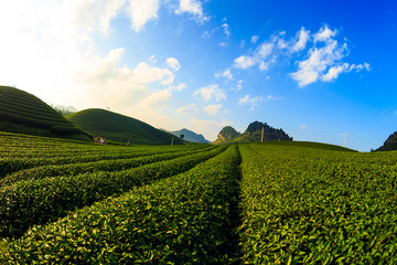 Beautiful fresh green tea plantation in Moc Chau dicstric, Son La province, Vietnam 