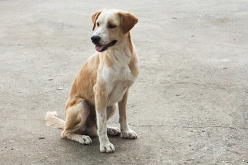 A lonely Thai dog with concrete background