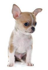 puppy chihuahua