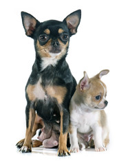 puppy and adult chihuahua