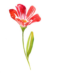 watercolor drawing flower