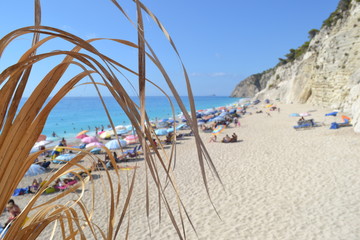 Palm Grass on the beach