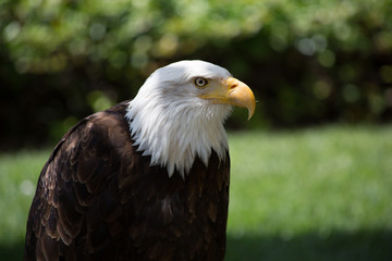 Bald eagle - Haliaeetus leucocephalus