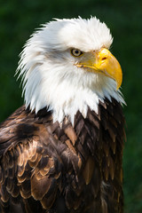 Bald eagle - Haliaeetus leucocephalus