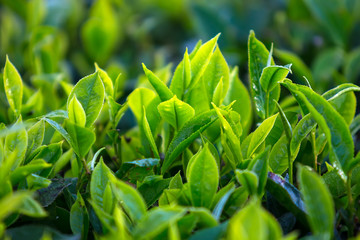 Green tea leaves in Moc Chau, Vietnam