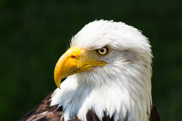 Bald eagle - Haliaeetus leucocephalus