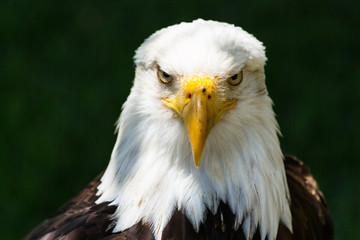 Fototapeta premium Bald eagle - Haliaeetus leucocephalus