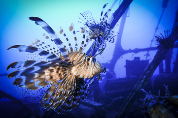 Lionfishes of Shipwreck   