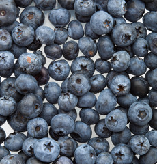 Freshly picked blueberries