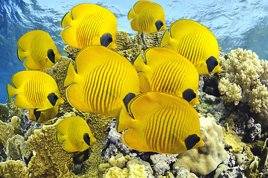 School of butterflyfishes over healthy reefs of Red Sea.