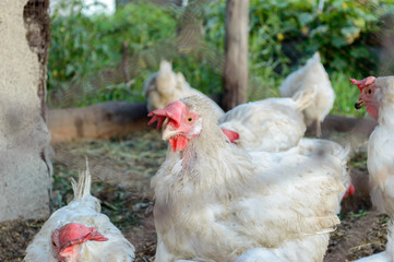 Chicken
