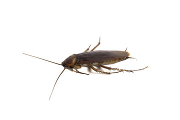 cockroach